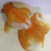 松かさ状態の金魚