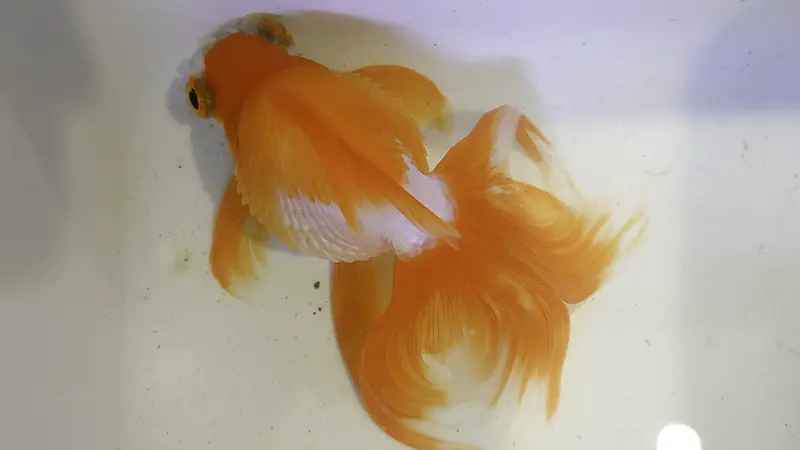 松かさ状態の金魚